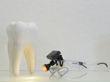 Modellzahn und Lupenbrille